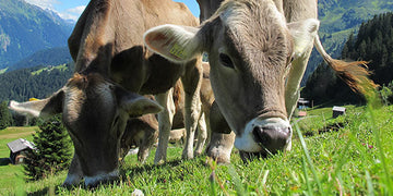 Cows eating grass